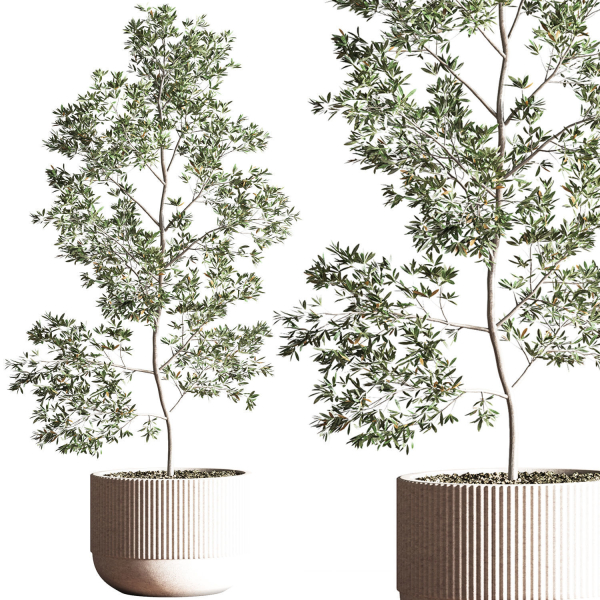 IndoorSetPlant045