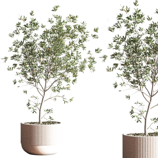 IndoorSetPlant045