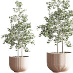 IndoorSetPlant045