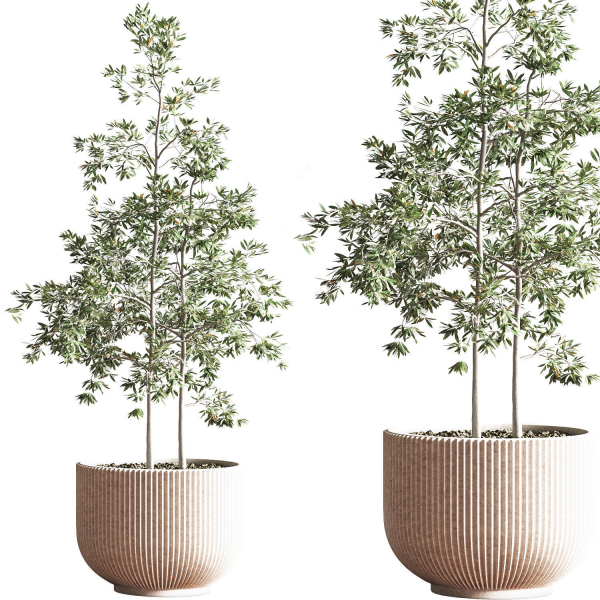 IndoorSetPlant045