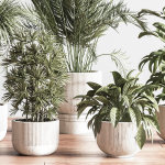 IndoorSetPlant046