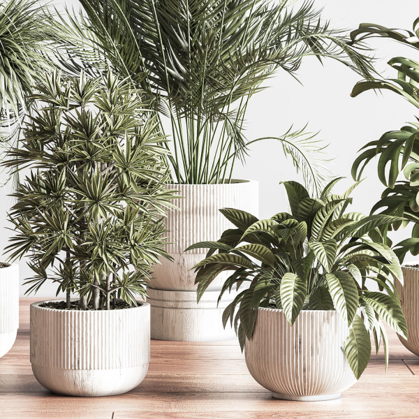 IndoorSetPlant046
