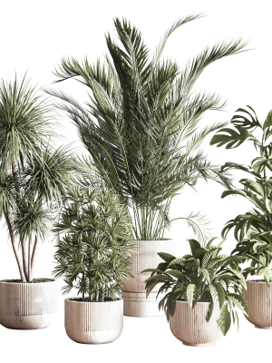 IndoorSetPlant046