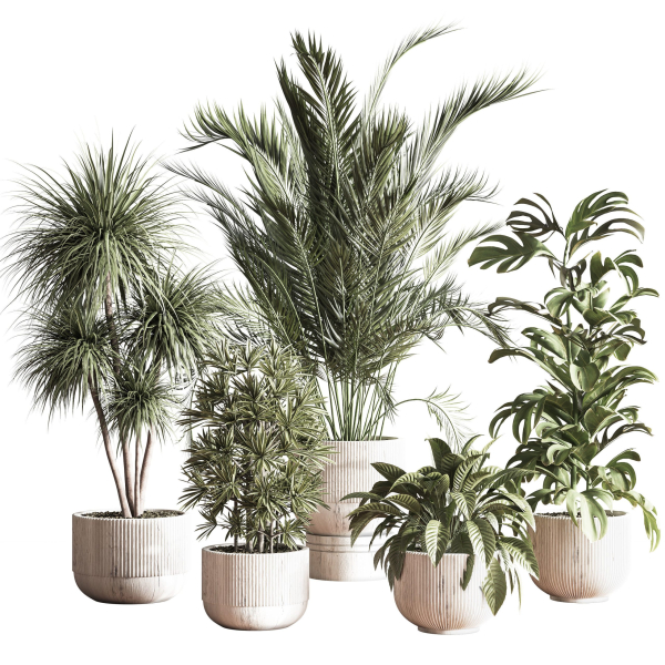 IndoorSetPlant046