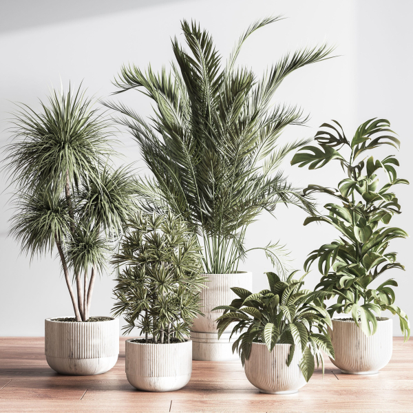 IndoorSetPlant046