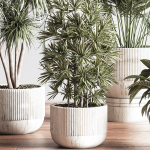 IndoorSetPlant046