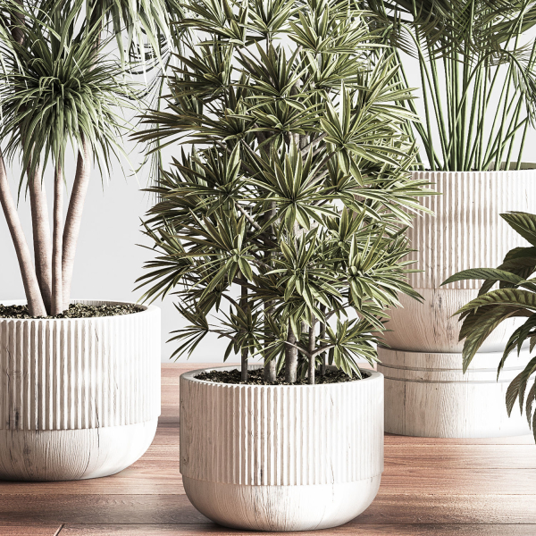 IndoorSetPlant046