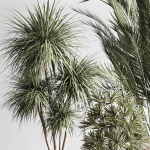 IndoorSetPlant046