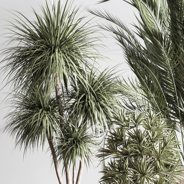 IndoorSetPlant046