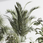 IndoorSetPlant046