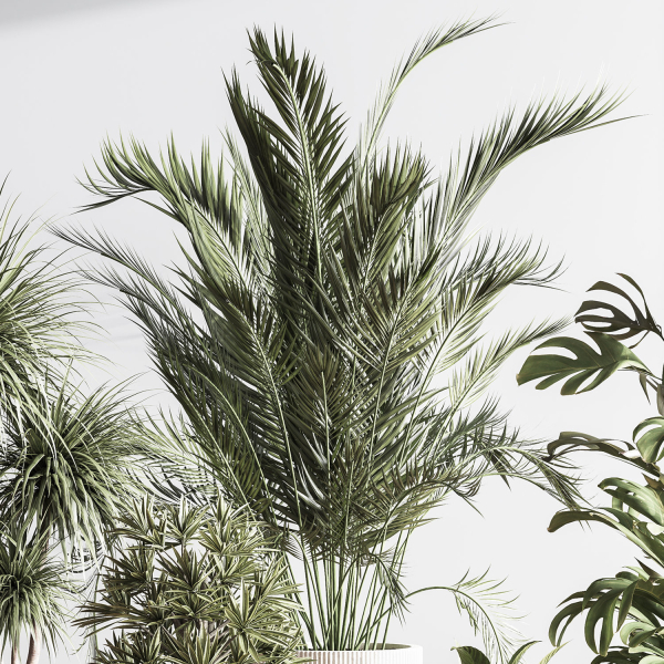 IndoorSetPlant046