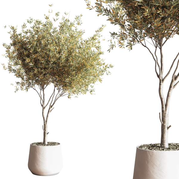 IndoorSetPlant054