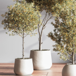 IndoorSetPlant054