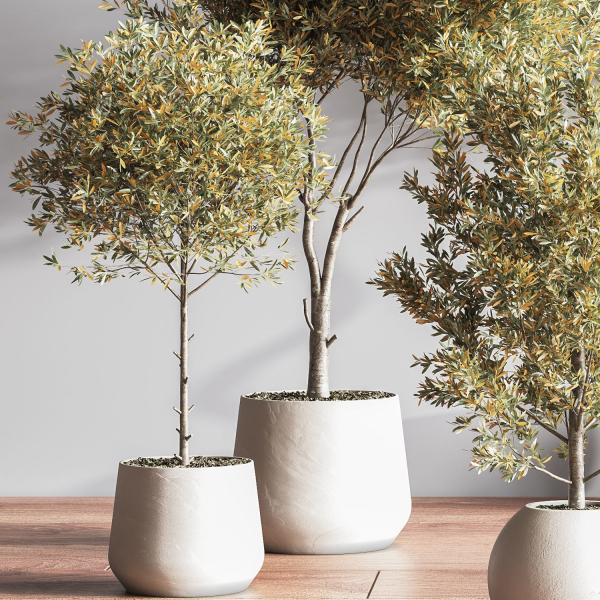 IndoorSetPlant054