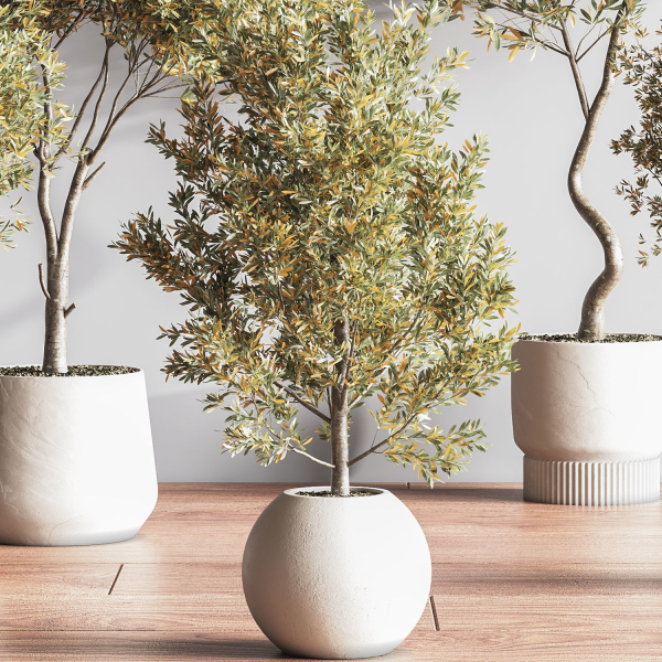 IndoorSetPlant054