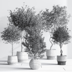 IndoorSetPlant054