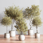 IndoorSetPlant054
