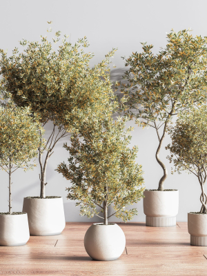 IndoorSetPlant054