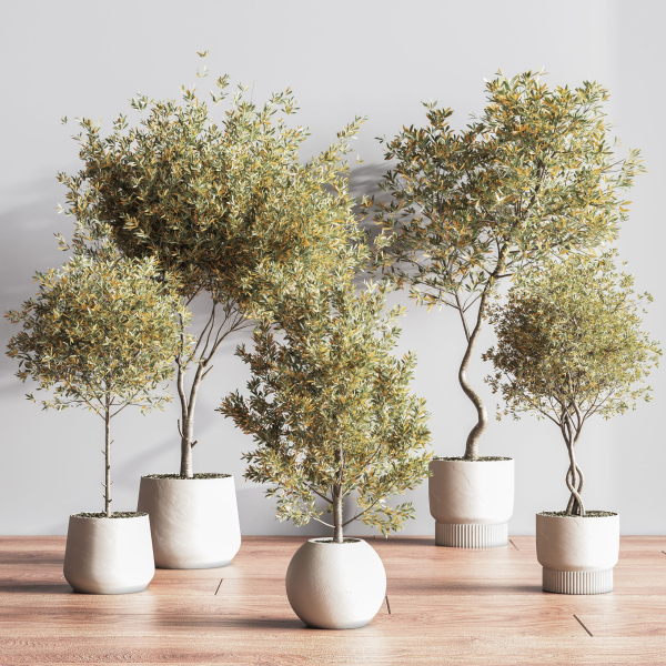 IndoorSetPlant054