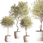 IndoorSetPlant054