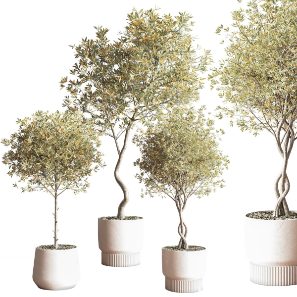 IndoorSetPlant054