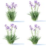 Iris germanica flower