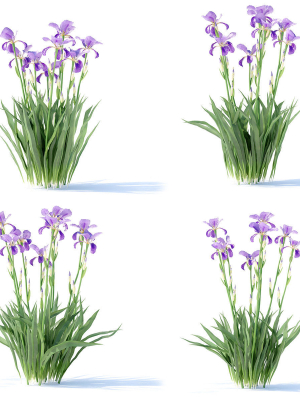 iris-germanica-flower-3d-model-max-obj-fbx-mat