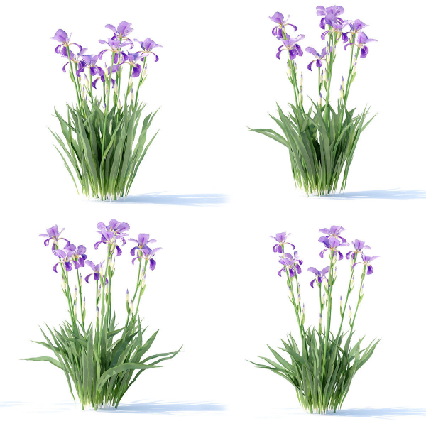 Iris germanica flower