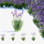 Iris germanica flower