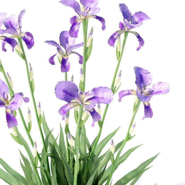 Iris germanica flower