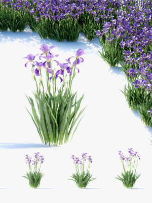 Iris germanica flower