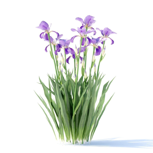 Iris germanica flower