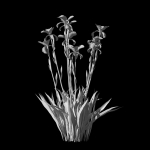 Iris germanica flower