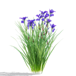 Iris sibirica flower