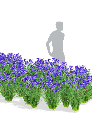 iris-sibirica-flower-3d-model-82417bbe40