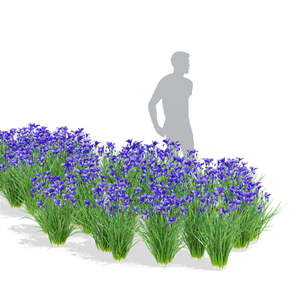 Iris sibirica flower