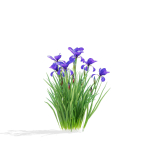 Iris sibirica flower