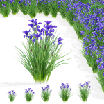 Iris sibirica flower