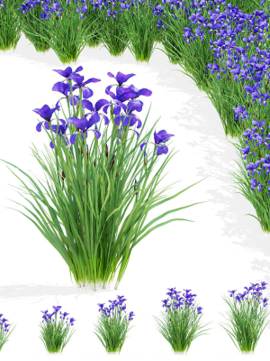 Iris sibirica flower