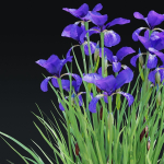 Iris sibirica flower