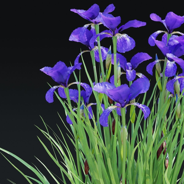 Iris sibirica flower