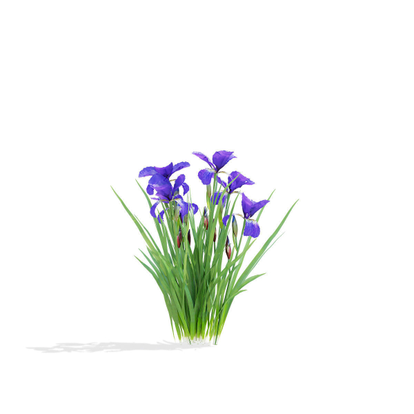 Iris sibirica flower