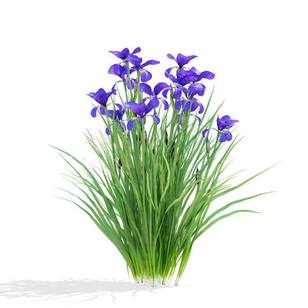 Iris sibirica flower