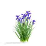 Iris sibirica flower