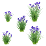 Iris sibirica flower
