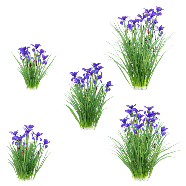 Iris sibirica flower