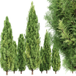 Italian Cypress 4 trees