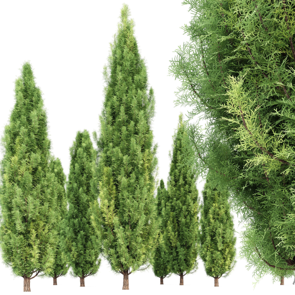 Italian Cypress 4 trees