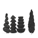 Italian Cypress 4 trees