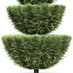 Italian Cypress 4 trees